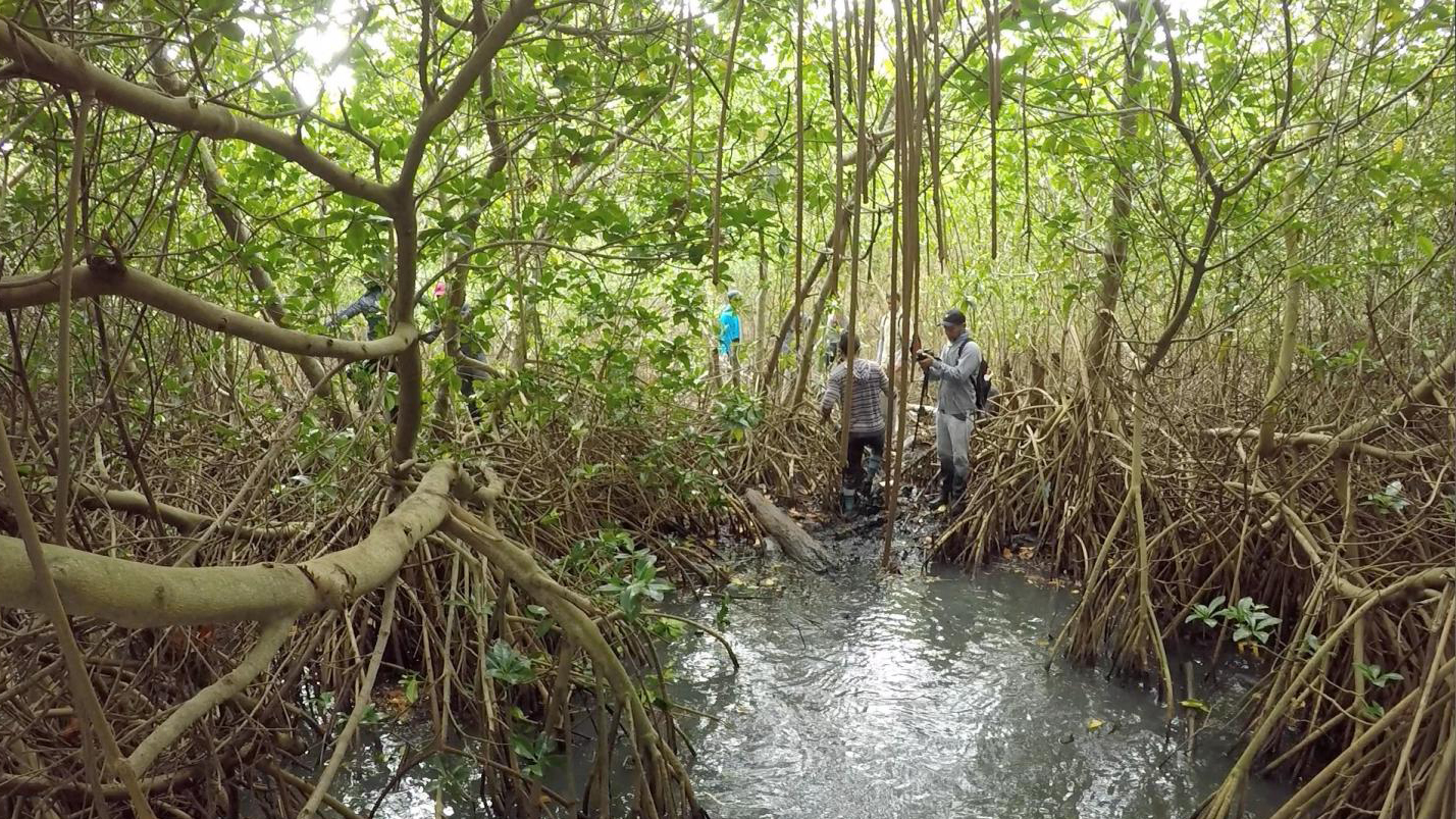 Threats to Mangroves