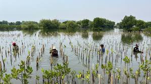 Community Involvement in Mangrove Conservation